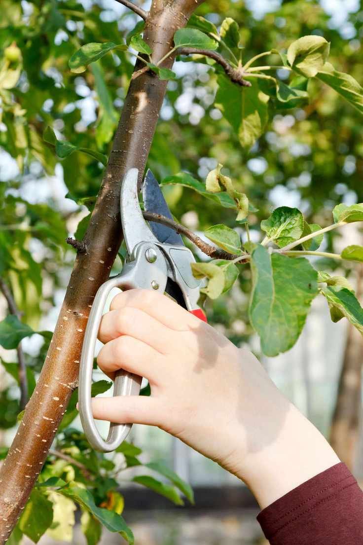 pruning plum tree with secateurs