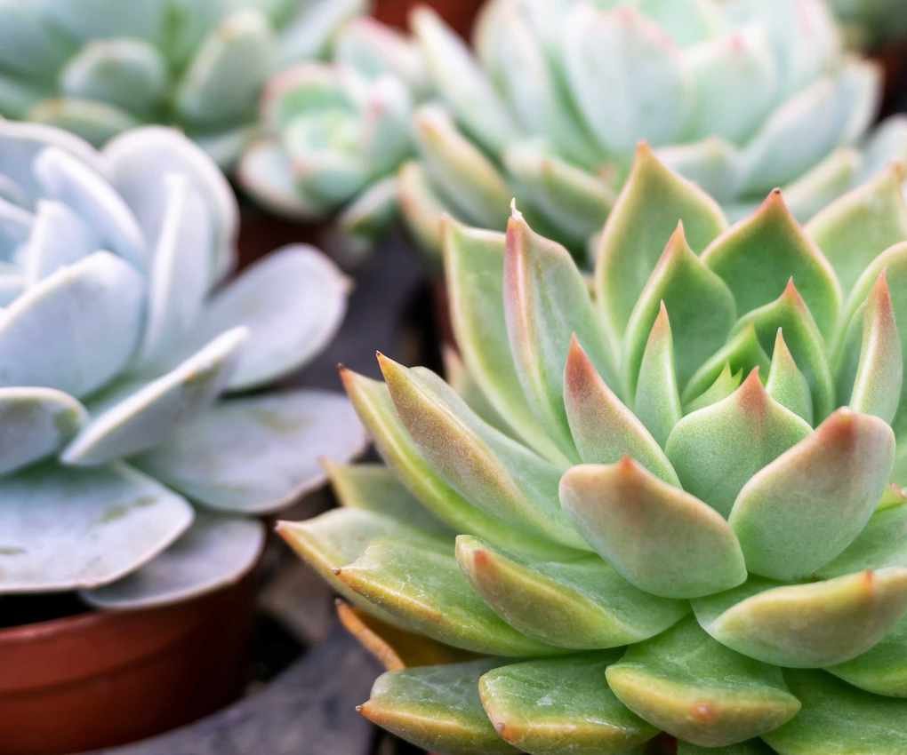 close-up of echeveria in pots