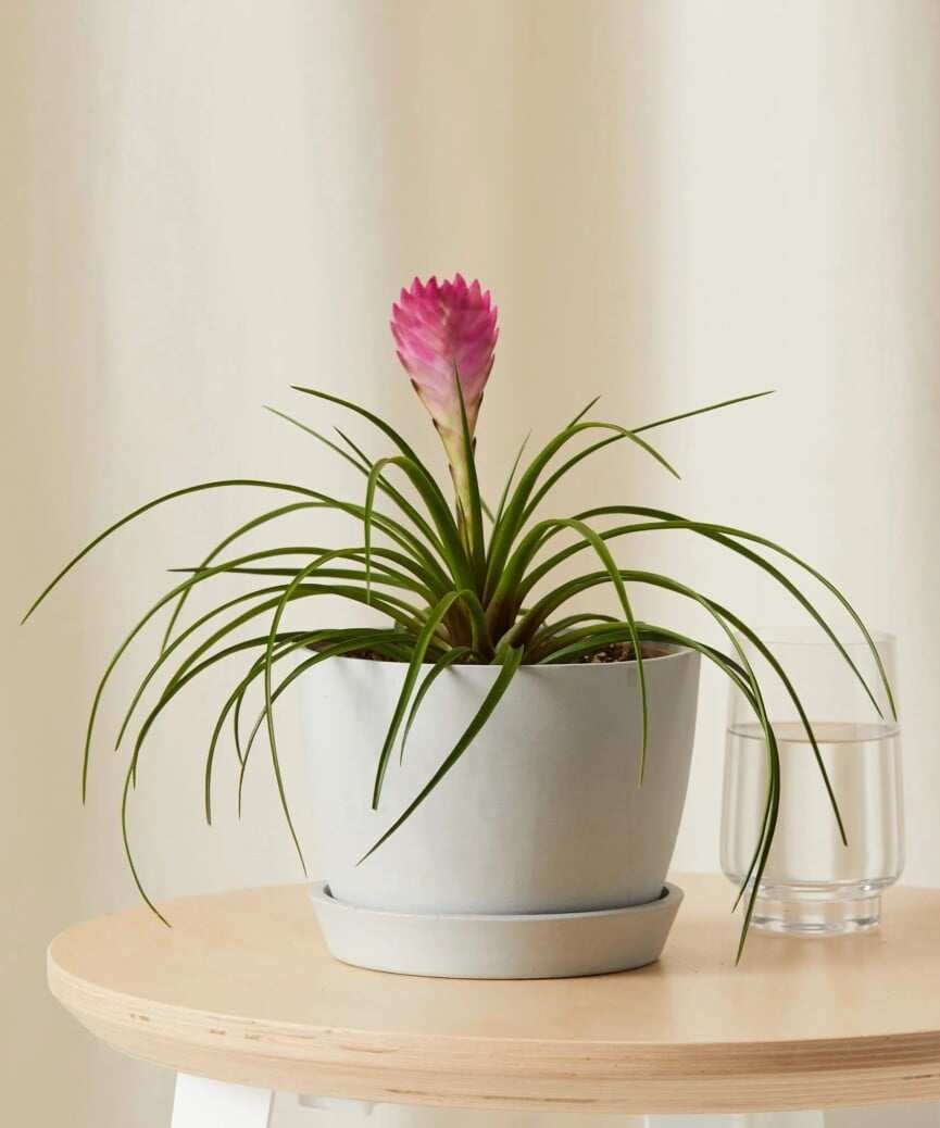 easy to grow houseplants, bromeliad