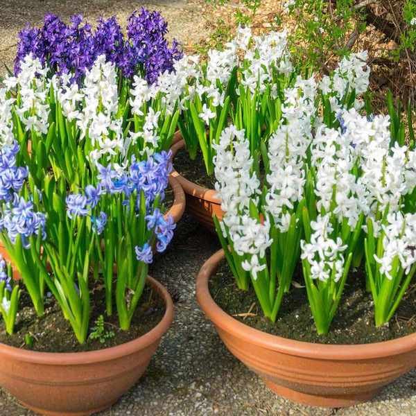 Hyacinths are fragrant flowers