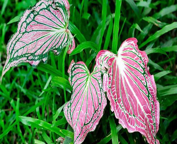 Brighten Up Your Shady Garden with this Vibrant Pink Bulb