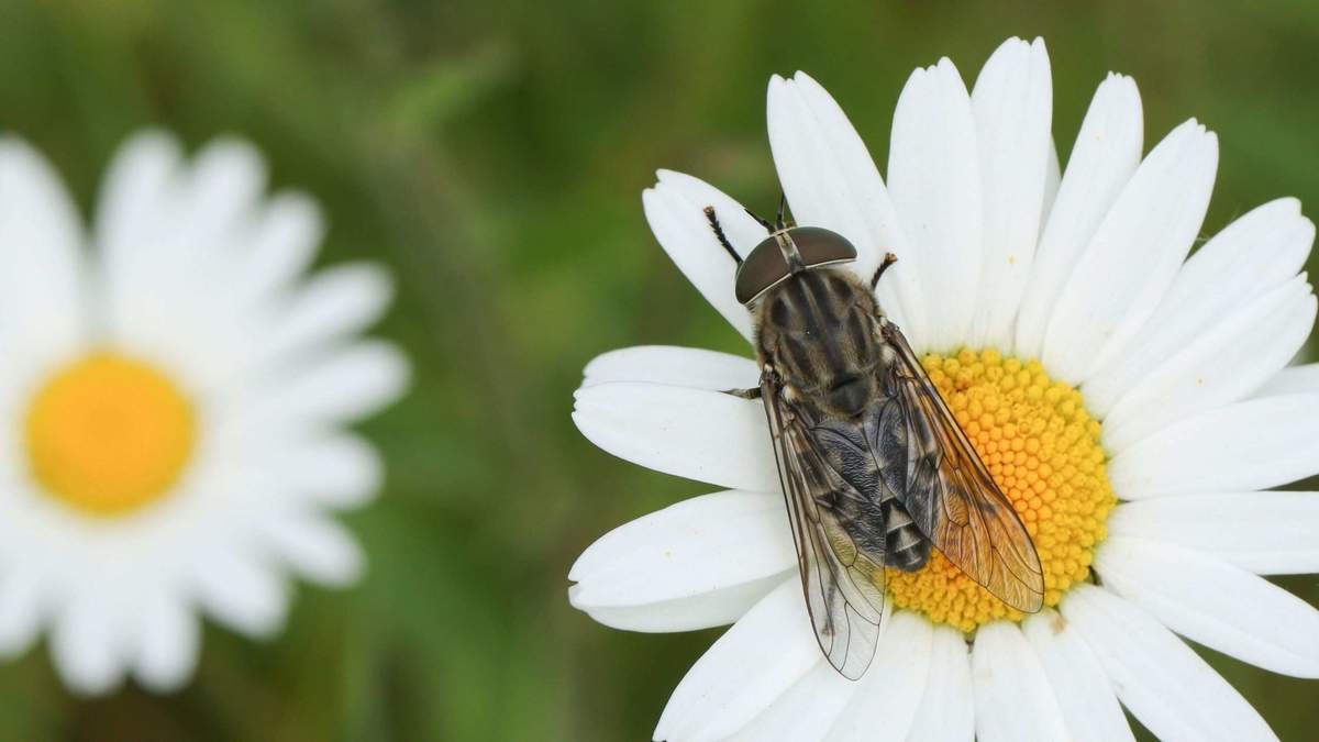 5 Expert Tips to Eliminate Horse Flies from Your Outdoor Spaces