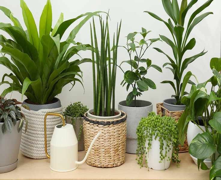 Winter Fertilization for Houseplants: What You Need to Know