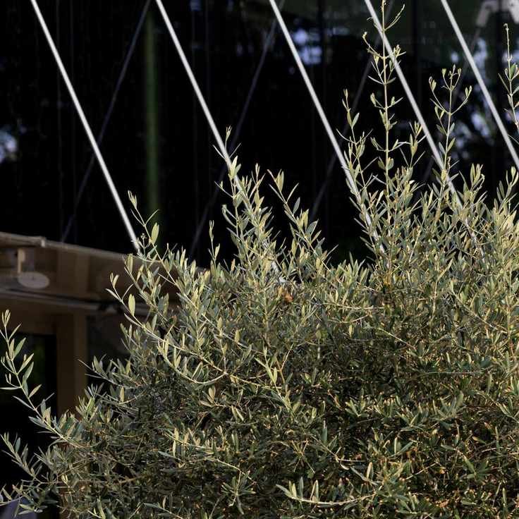 Olive tree foliage