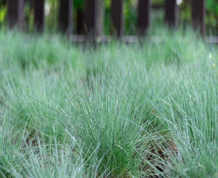 Growing Blue Fescue Grass for a Unique Touch in Your Garden