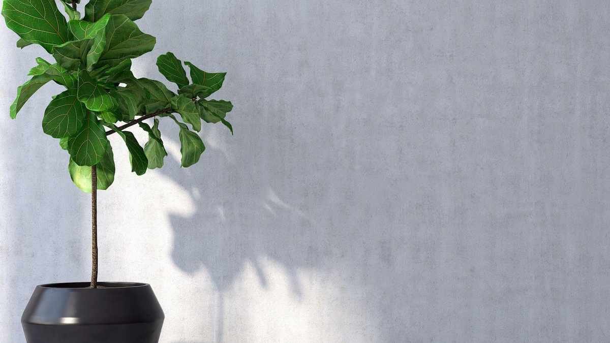 Growing and Caring for Your Fiddle Leaf Fig Plant