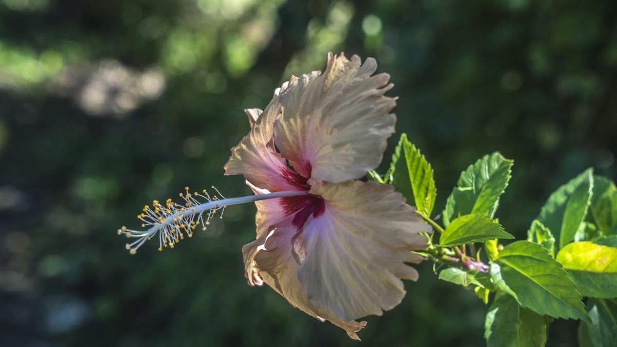 Do You Need to Deadhead Hibiscus Flowers? Expert Insights on Care
