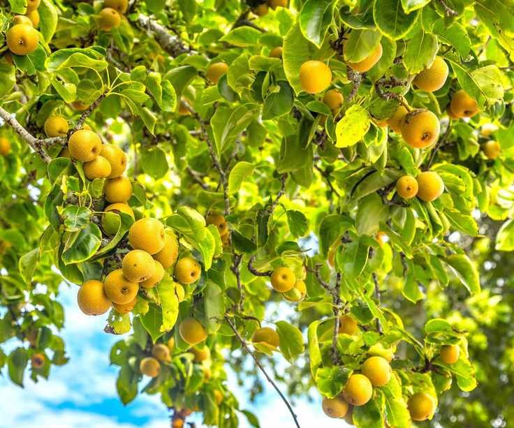 asian pears ripening on tree in summer showing plenty of good airflow