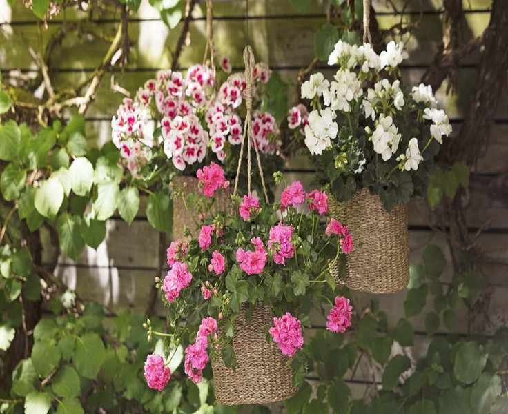 Planting a Hanging Basket for Vibrant Outdoor Color All Season