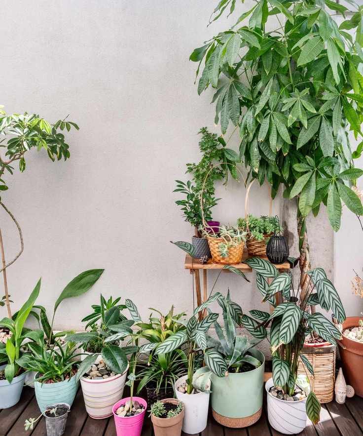Money tree in a green-painted room
