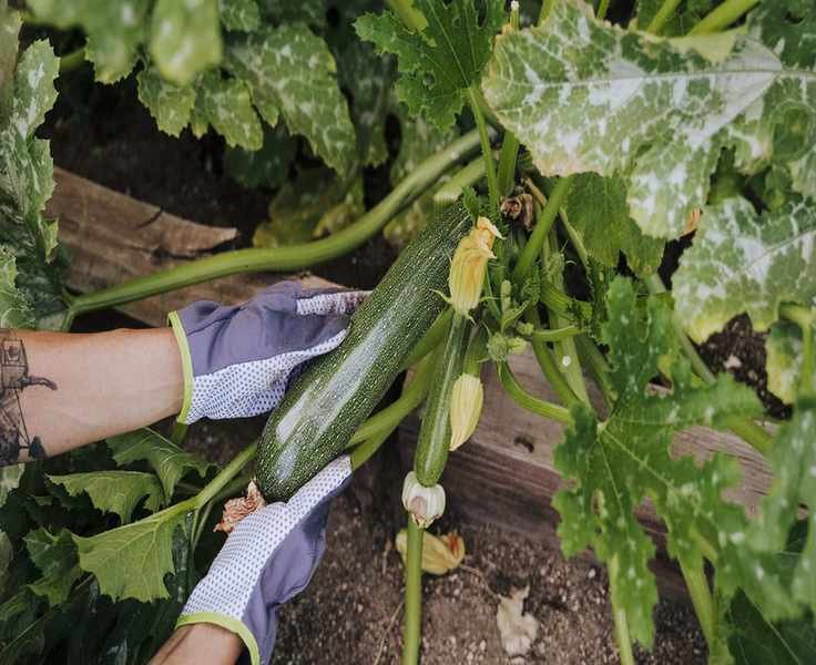 Planting Zucchini for a Bountiful Summer Harvest