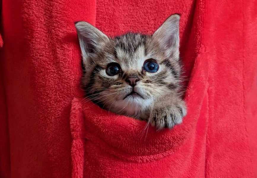 5 Tips to Ensure Your Cat's Health and Happiness for Years