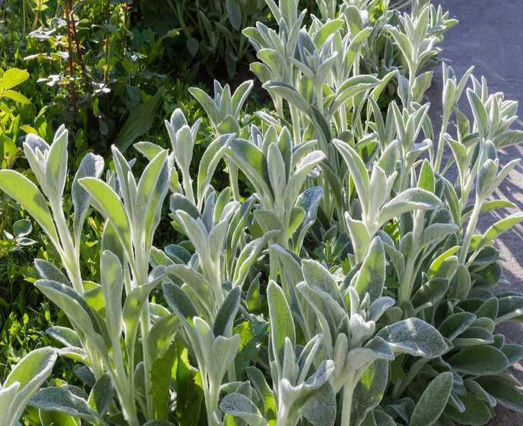 Top 6 Ground Cover Plants for Full Sun and Dry Conditions