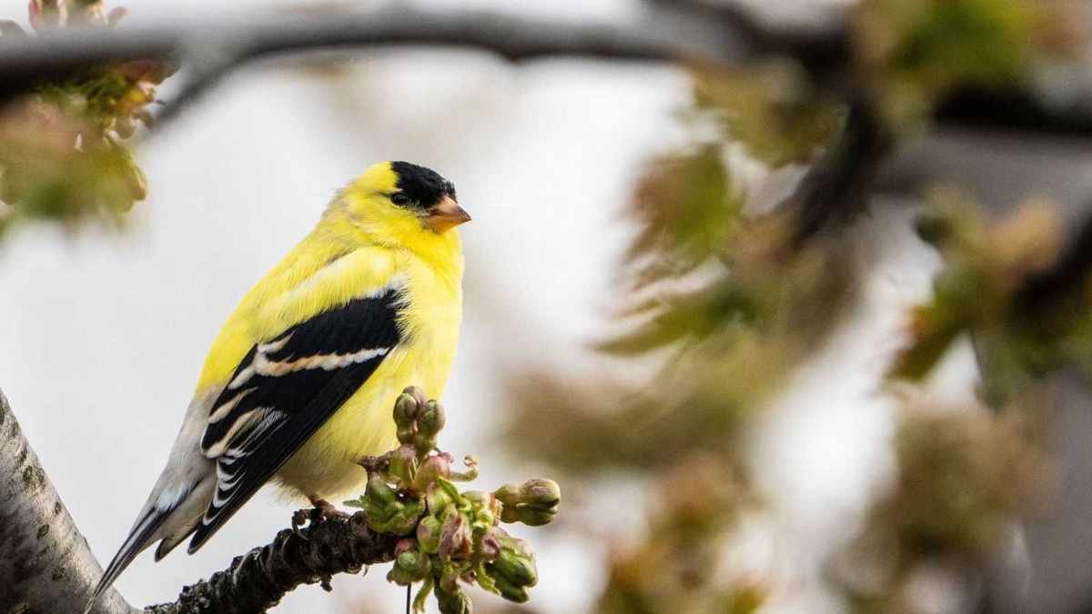 5 Effective Ways to Attract American Goldfinches to Your Garden