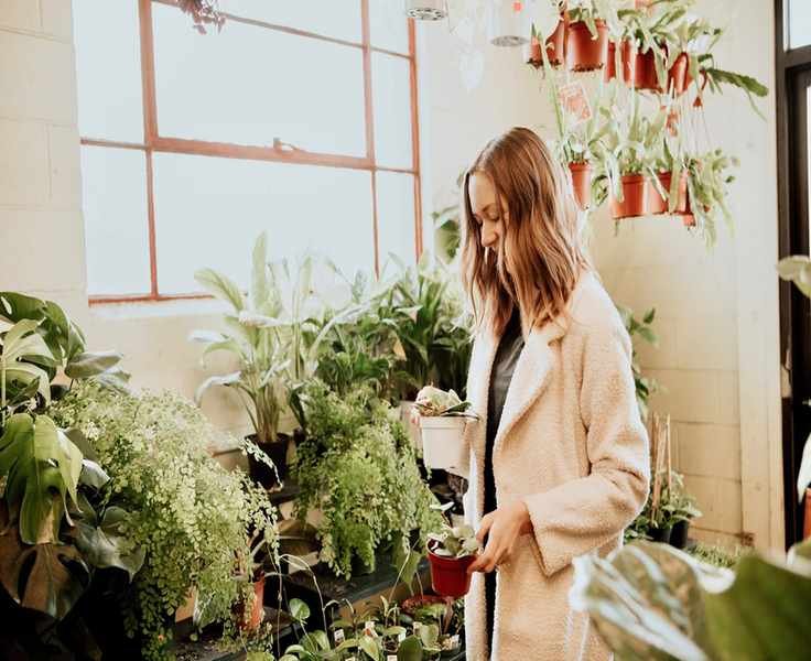 Top Indoor Plants That Thrive in Low Light Conditions