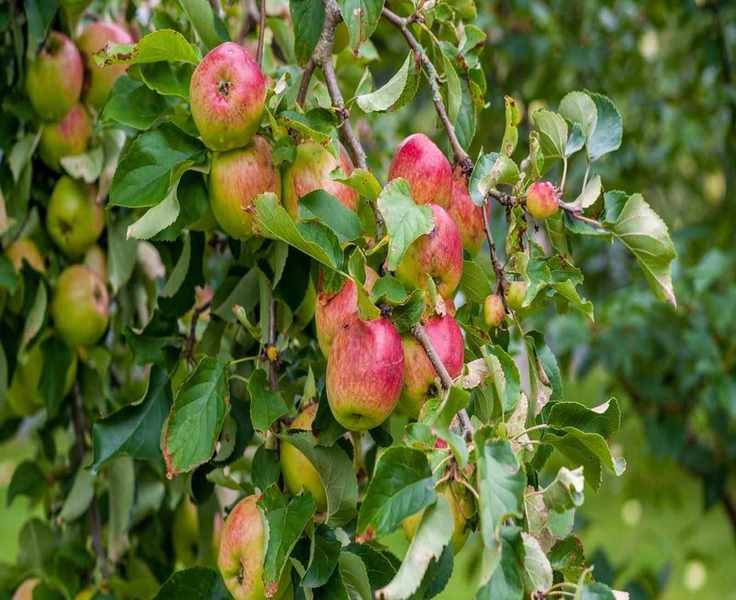5 Low-Maintenance Fruit Trees for Easy Gardening Success