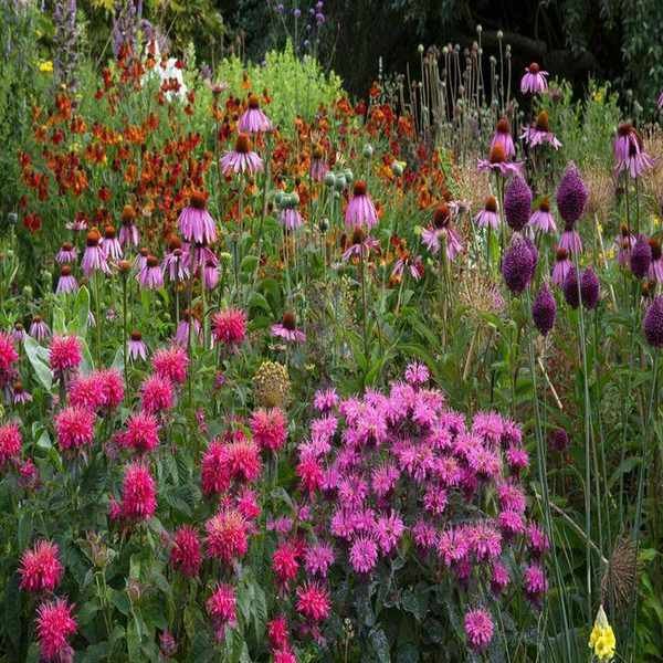 Late Summer Flowers: 16 Vibrant Blooms to Plant Now for Fall Color