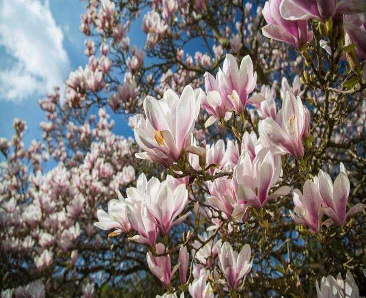 Growing and Caring for Magnolia Trees: Essential Tips
