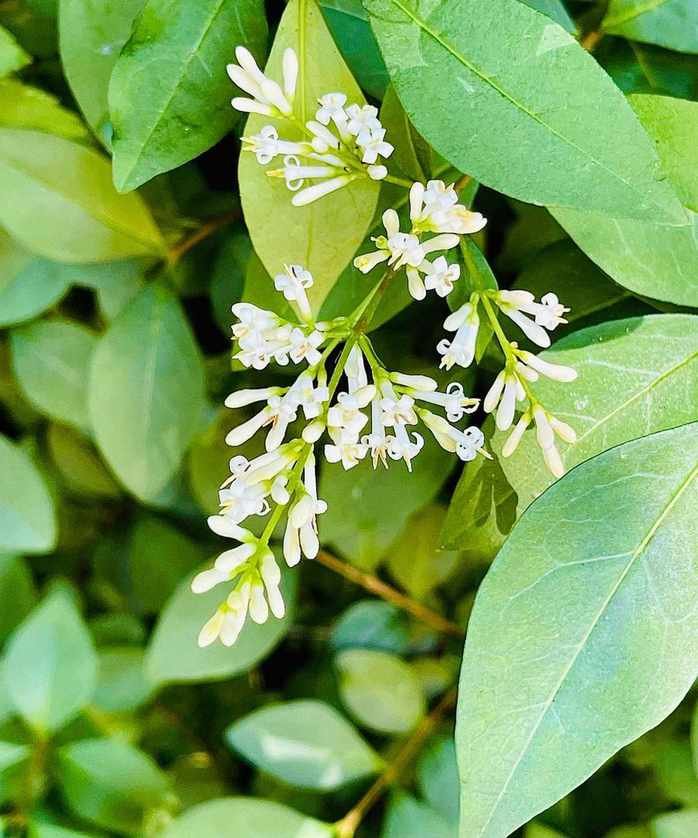 shrub for privacy california privet flower