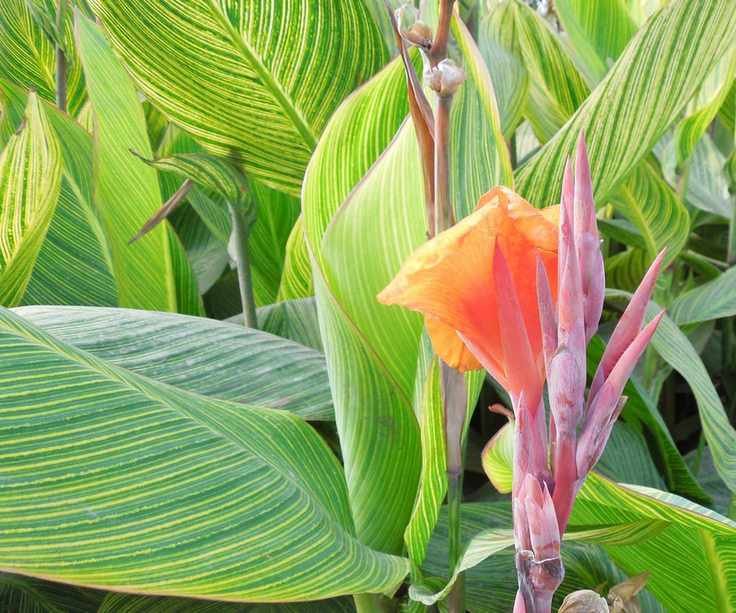 canna lily
