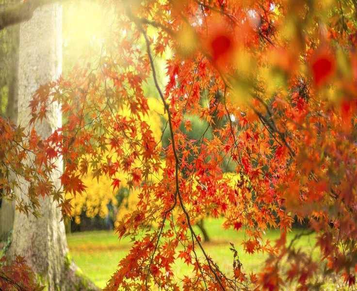 Growing Japanese Maples from Seed: Essential Steps for Success