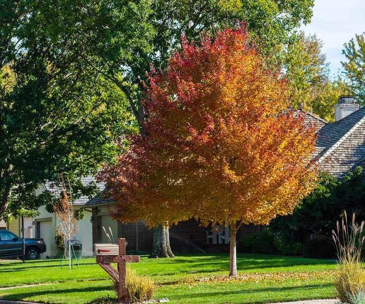An acer rubrum growing in the front yard of a suburban neighborhood