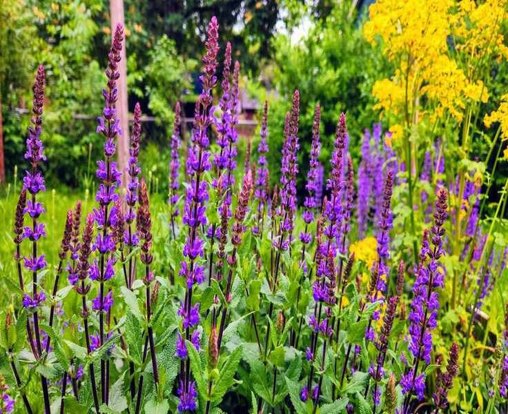Winterizing Salvias: Essential Tips for Protecting Your Plants
