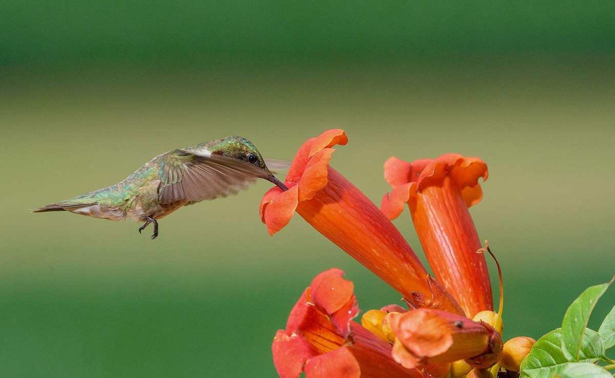 Top 10 Flowers to Attract Hummingbirds to Your Garden