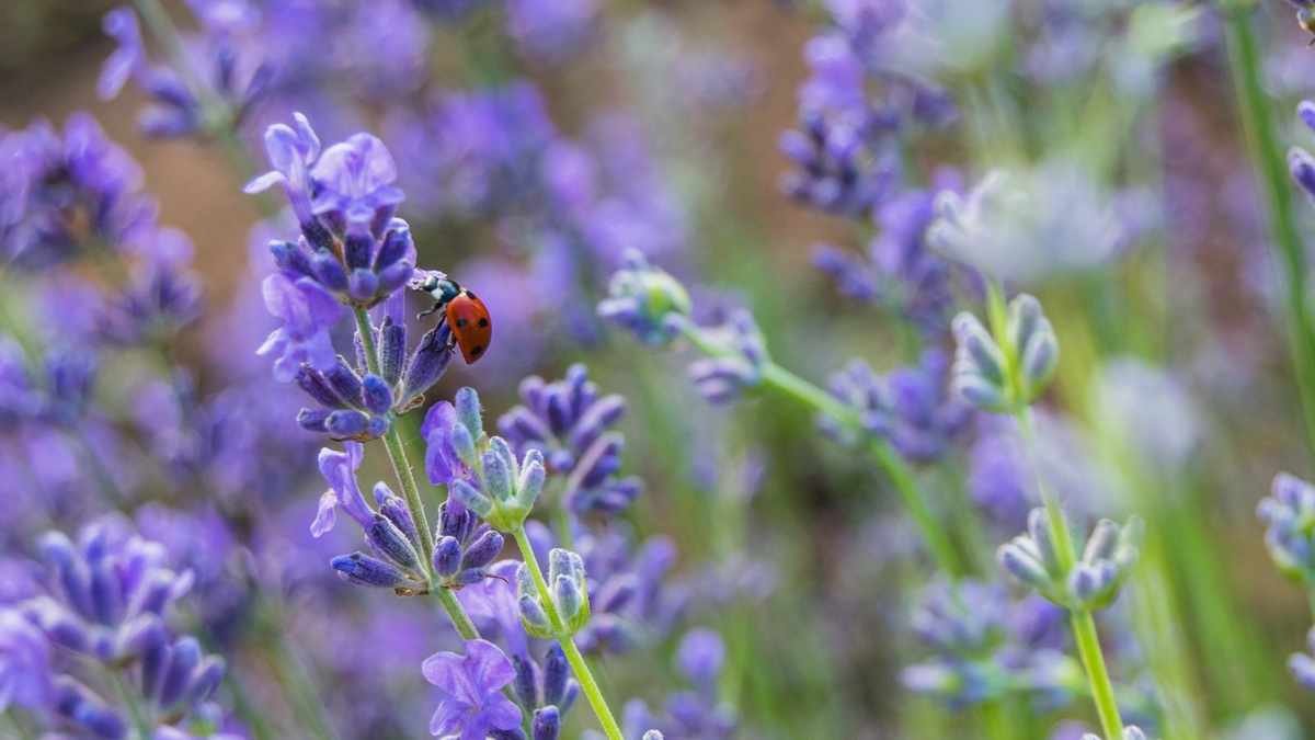 Effective Ways to Manage Lavender Pests and Ensure Healthy Growth