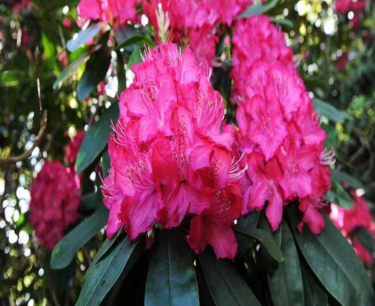 Fertilizing Rhododendrons: Essential Tips for Thriving Plants