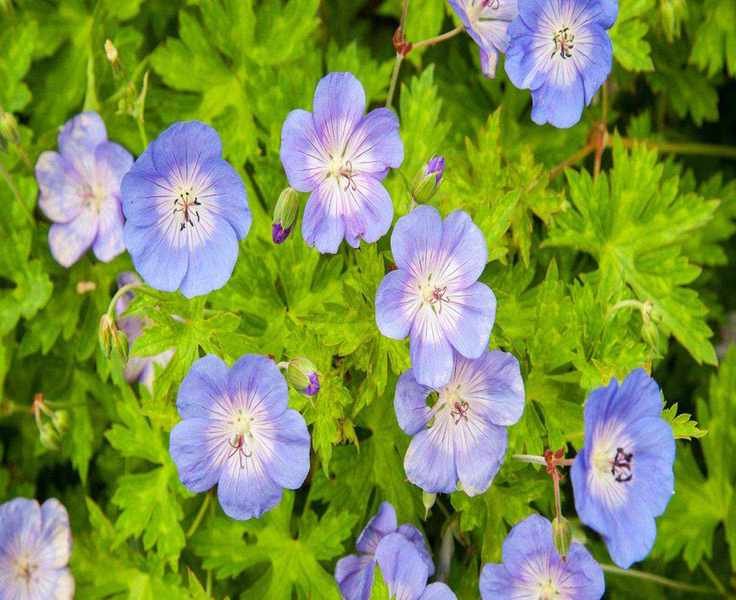 5 Low-Maintenance Ground Cover Plants for Effortless Garden Beauty