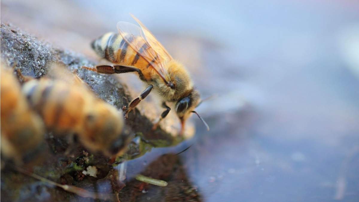 Create a Bee Watering Station to Help Pollinators Beat the Heat
