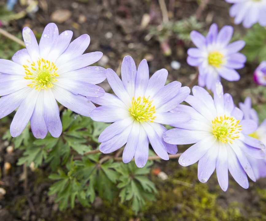 Anemone blanda in bloom with pink flowers