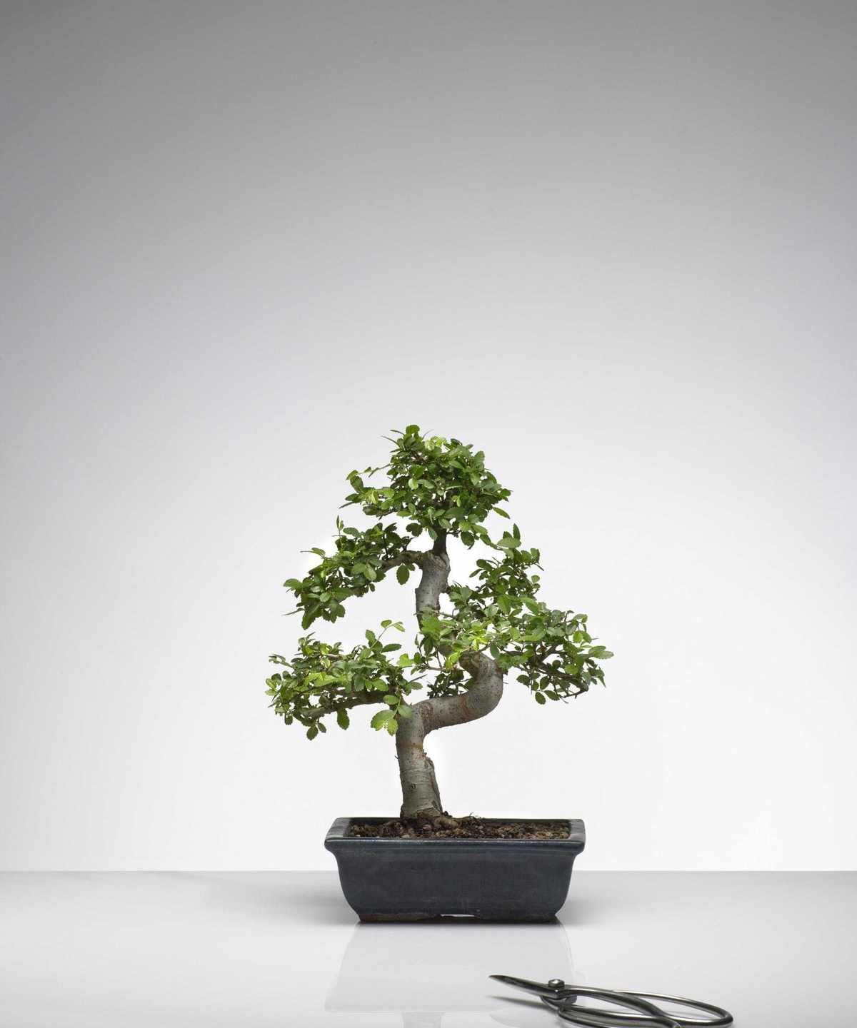 Bonsai tree