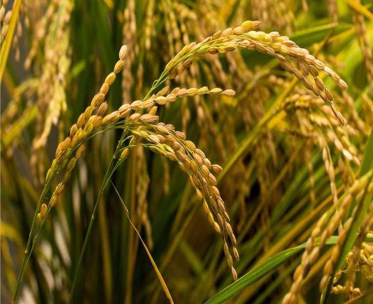 Discover the Benefits of Rice Hulls for Your Garden Soil