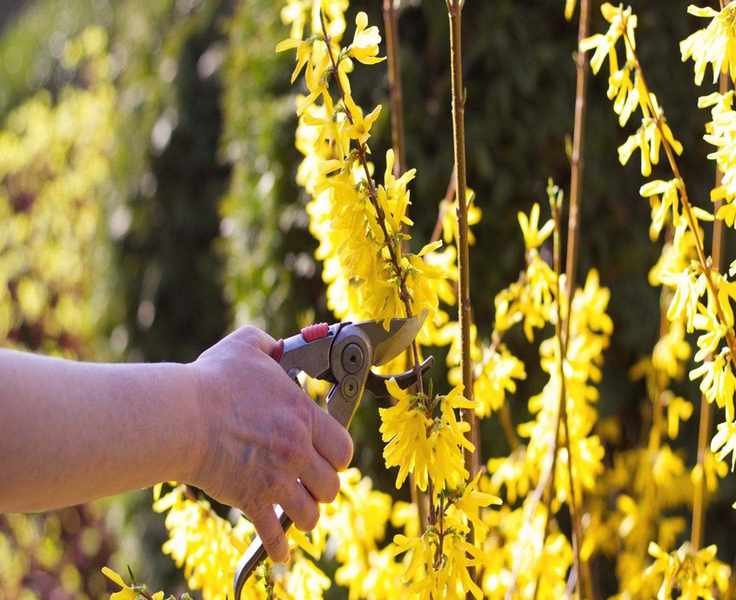 Taking Forsythia Cuttings: A Simple Summer Guide for Free Shrubs