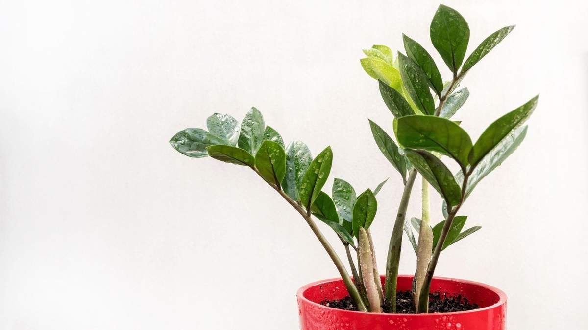 Propagate Your ZZ Plant: 3 Simple Techniques for Thriving 'Plant Pups'