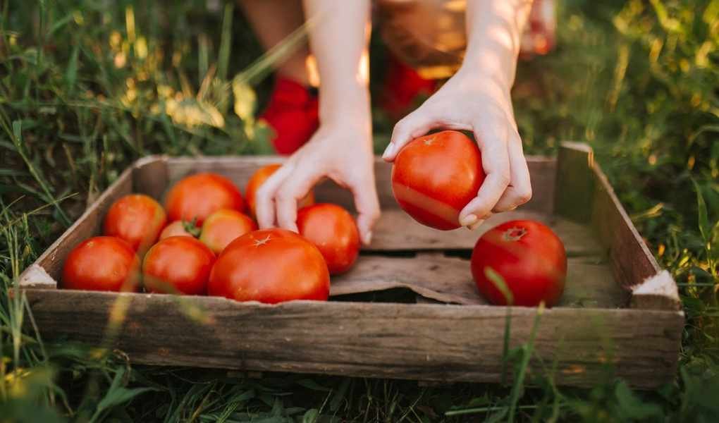 Essential Tips for Fertilizing Tomatoes for a Thriving Harvest