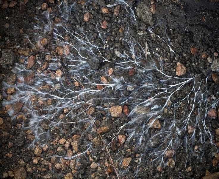 mycorrhizal fungi