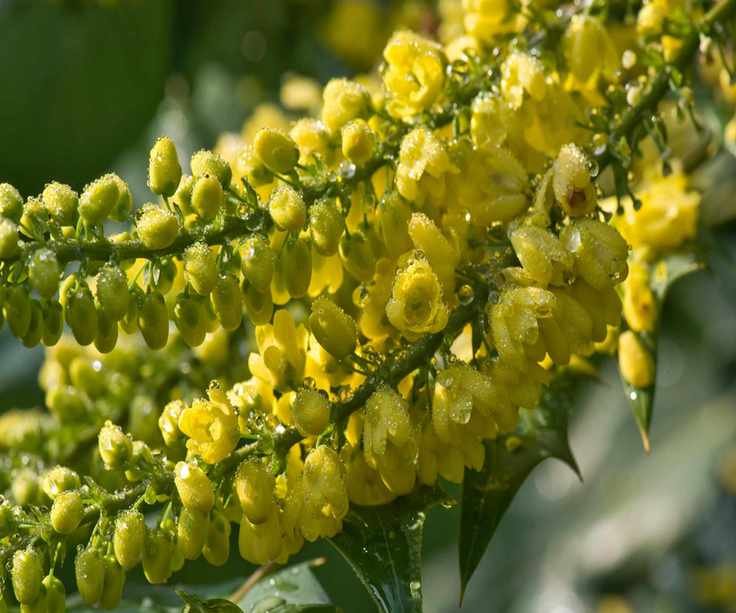 Mahonia Winter Sun