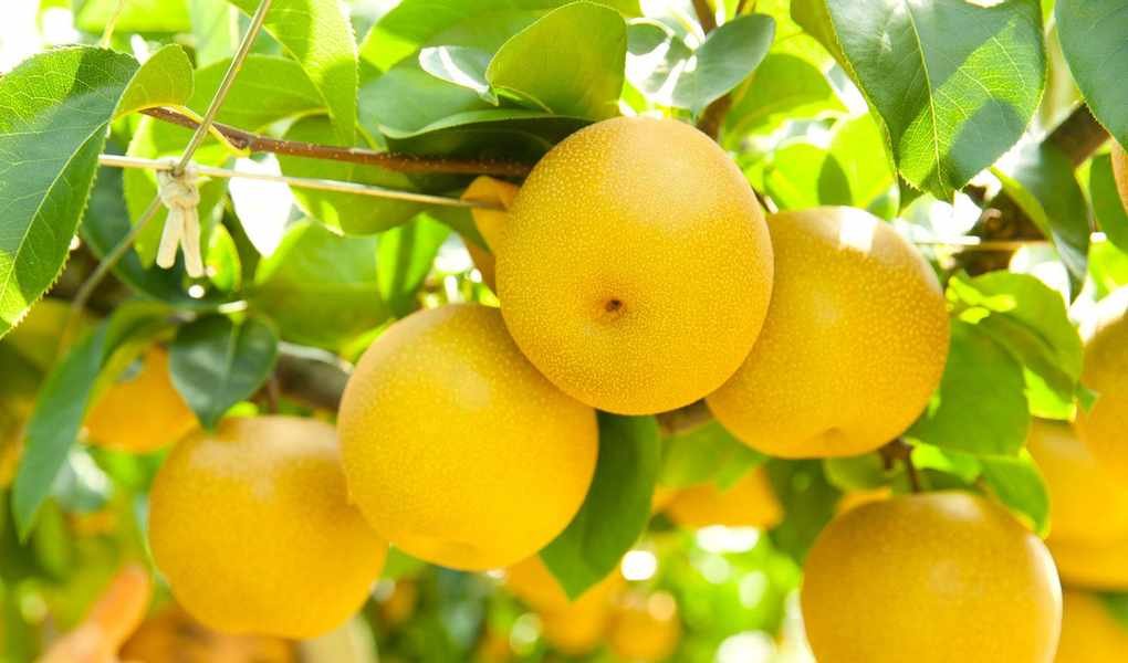 Growing Asian Pears: Expert Tips for Cultivating This Juicy Fruit