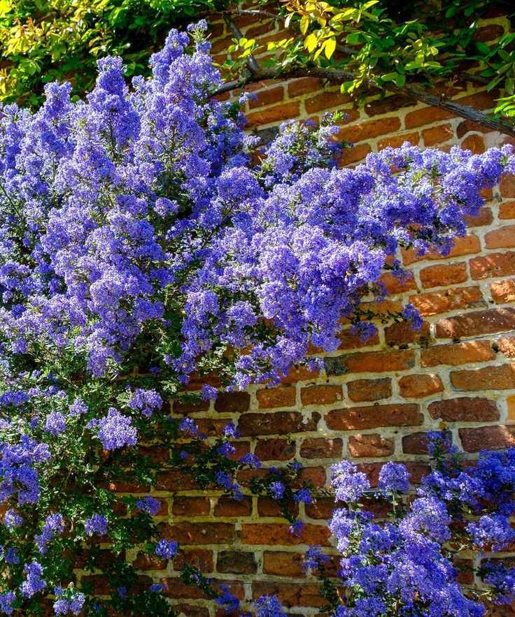 Ceanothus Against a Wall