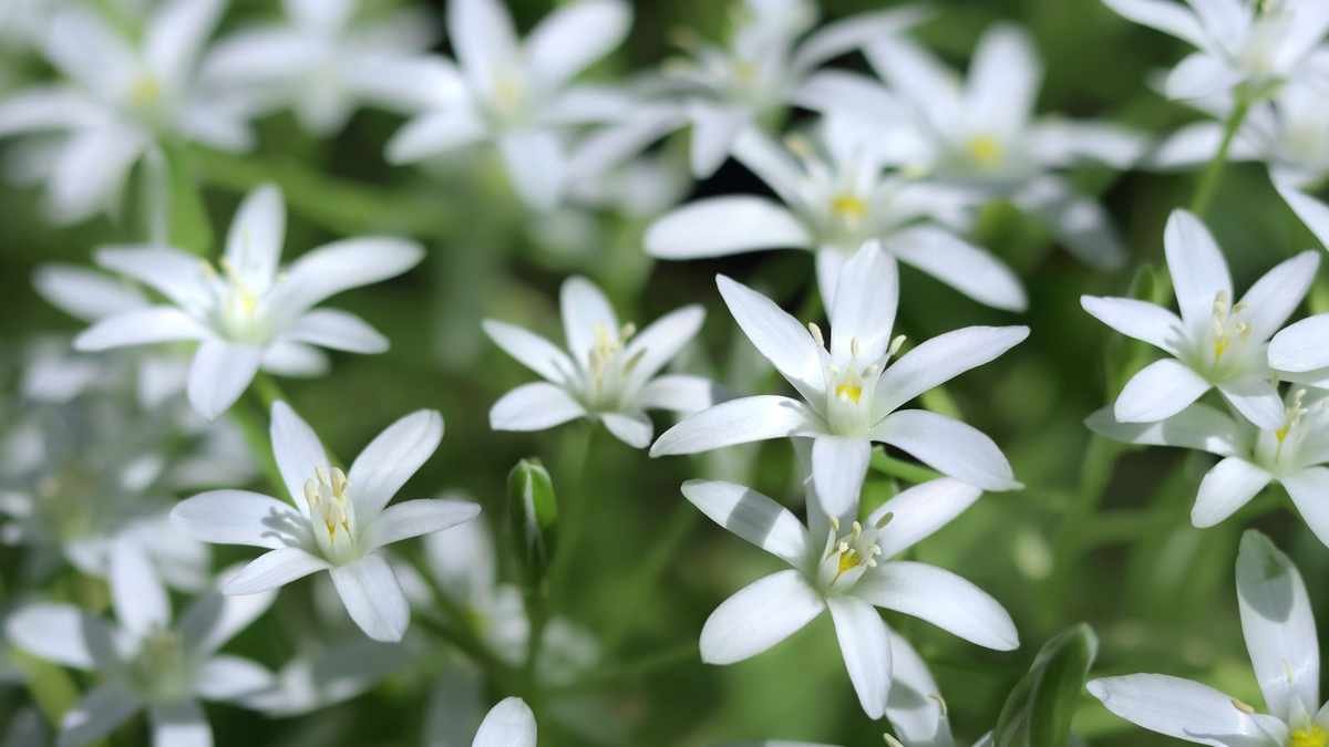 5 Invasive Flowering Bulbs to Avoid in Your Garden