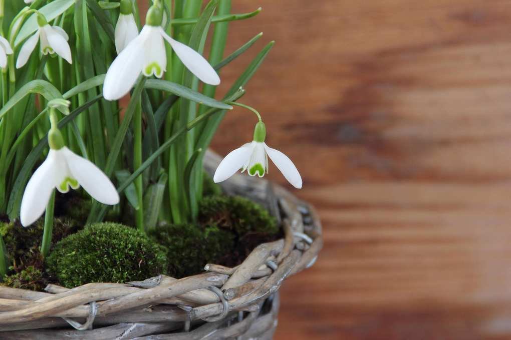 Decorative woven pot planted with snowdrops