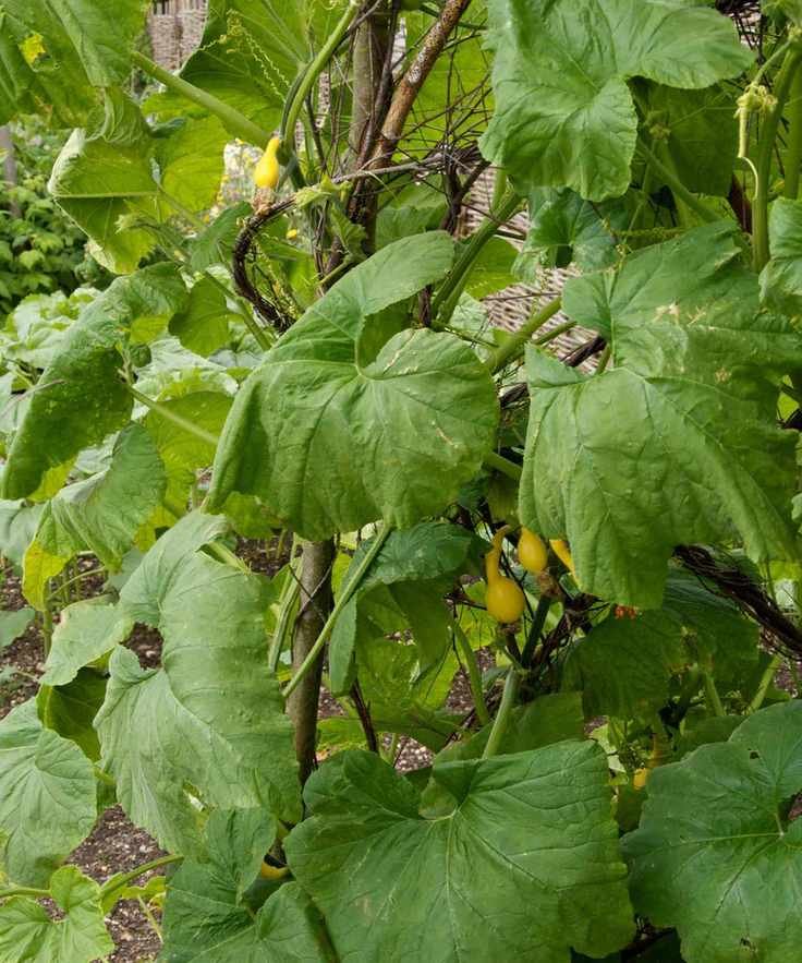 Young yellow summer squash growing up a rustic trellis