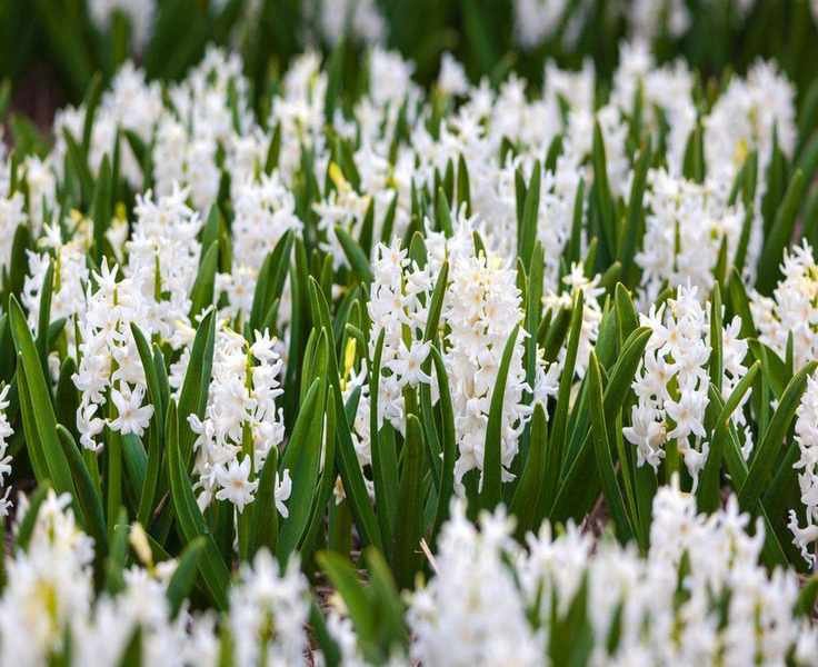 Expert Tips for Planting Hyacinth Bulbs for a Colorful Spring Garden