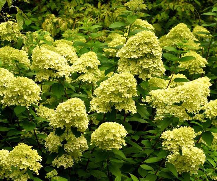 Hydrangea Limelight