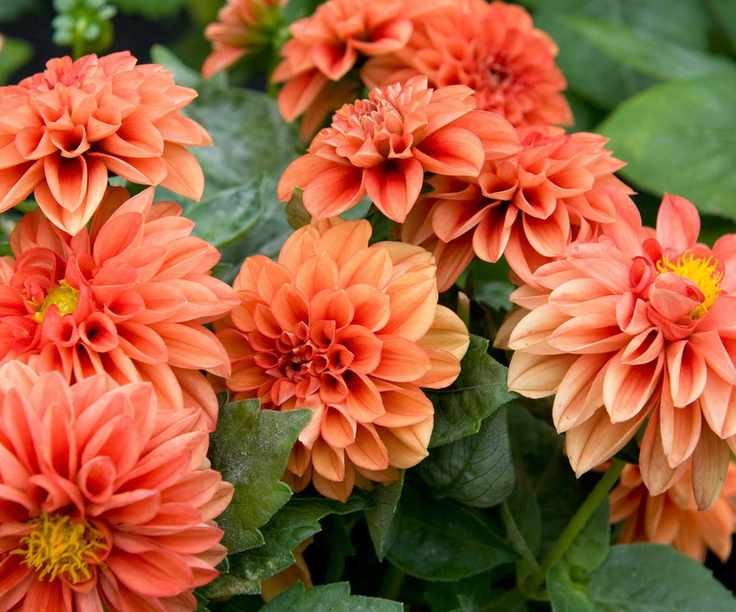 orange dahlia