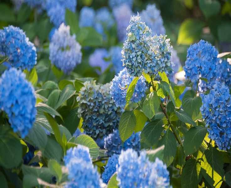 When is the Best Time to Transplant Hydrangeas in Your Garden?