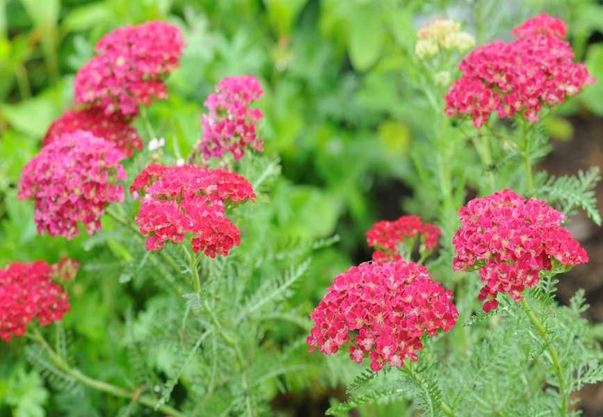 Is Deadheading Yarrow Worth It? Expert Tips for More Blooms